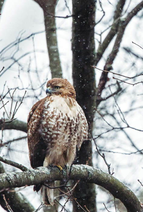 how-to-keep-hawks-away-from-chickens